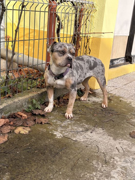 Femela American Bully
