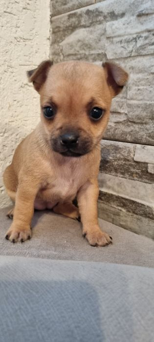 Мини Пинчер пинчерче чихуахуа пинчери куче кученце Чихупинчер чихо мер