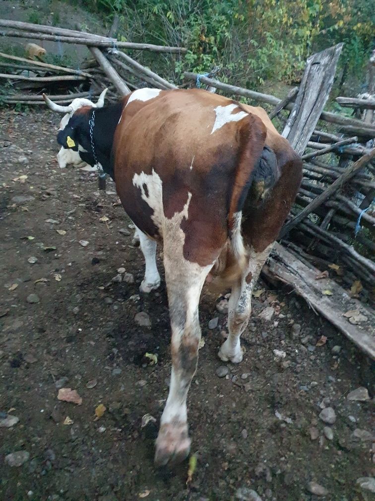 Vaci de vanzare.