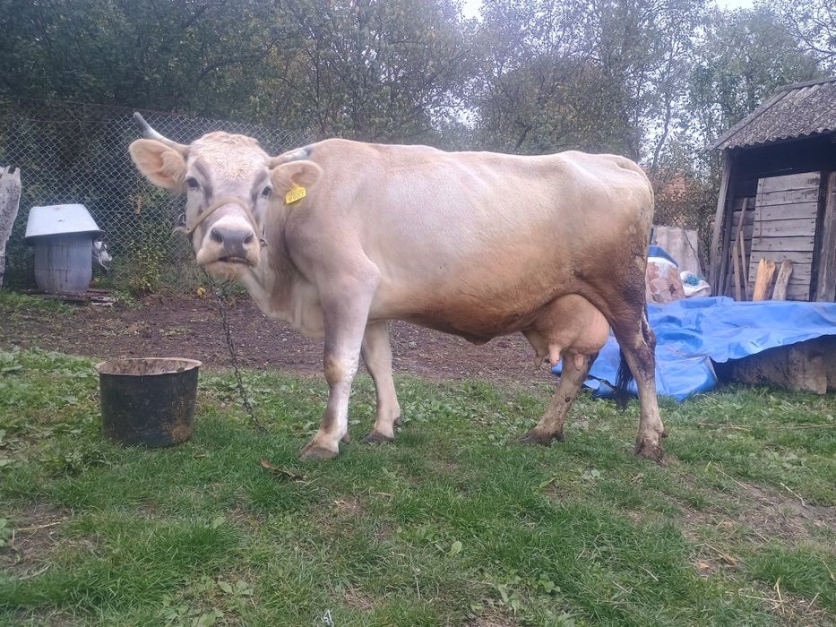 Vând o vaca bruna de Maramureș de 5 ani cu 16 litri de lapte la zi