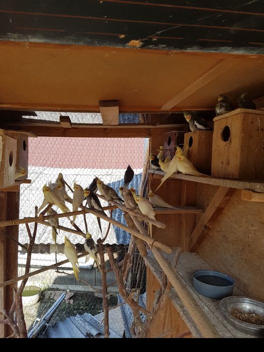 Vand papagali Nimfa.