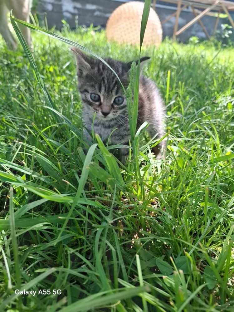 Котята в любящую семью