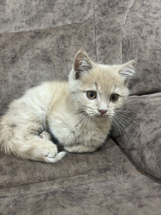 Britanskiy ògil bola