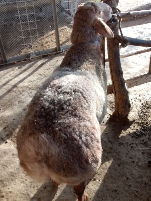 Boqilgan qoʻzi qoʻchqorlar