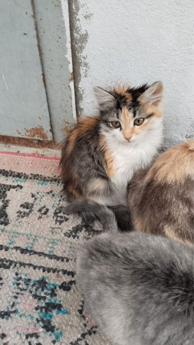 Отдам котят в добрые руки
