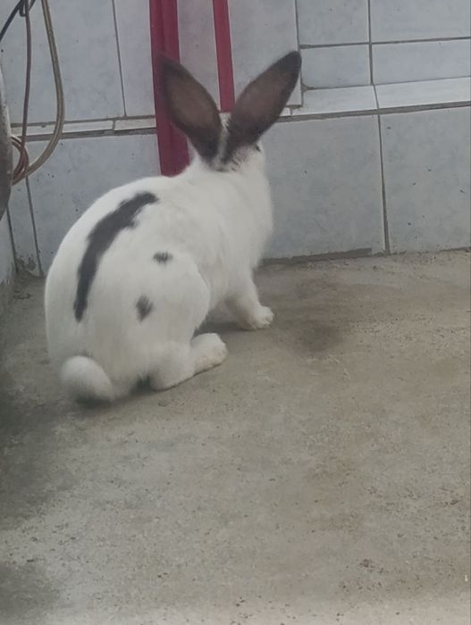Srochna Quyon sotiladi