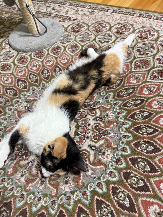 Отдам в добрые руки котят