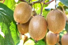 Kiwi actinidia delicioasa aclimatizat