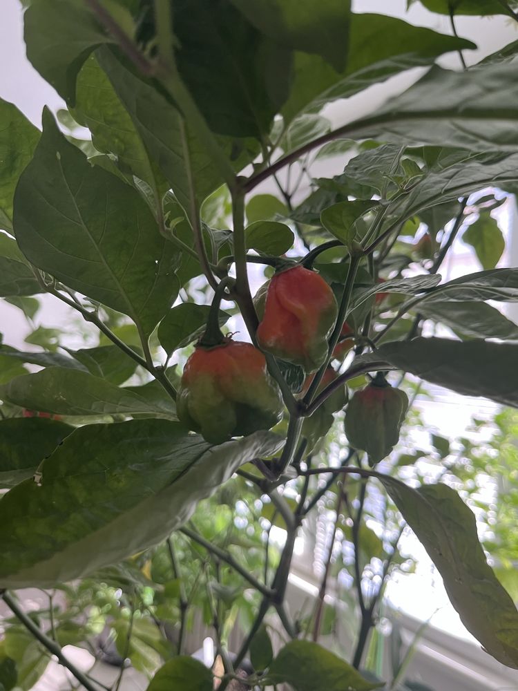 Семена от Каролира Рийпър / Carolina reaper seeds + още сортове