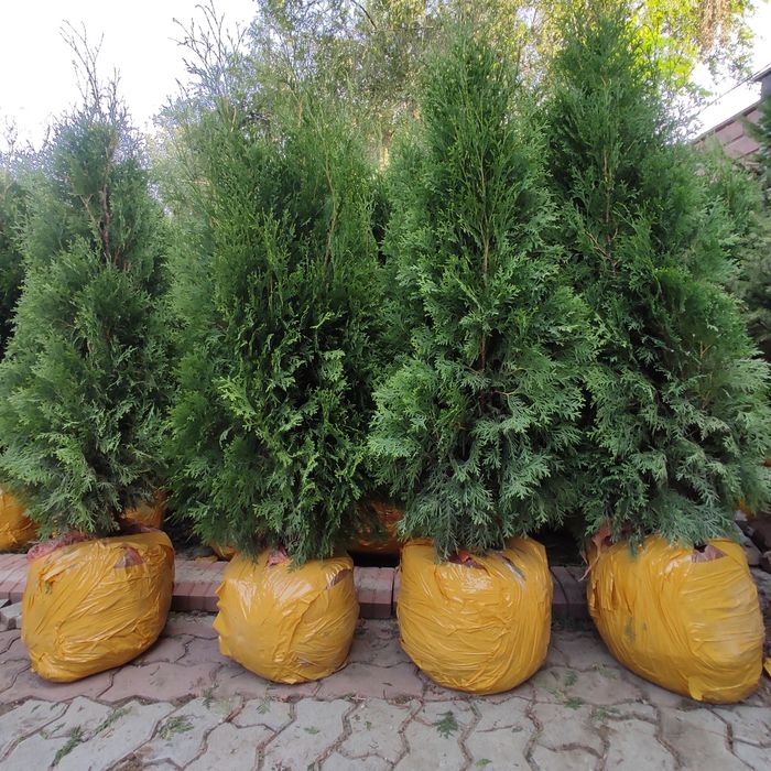 Туя Колумна 130- 140 см. цена 20000 тг. , Смарагд, ёлки оптом в Алматы