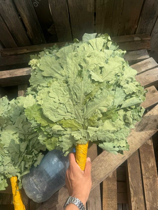 Продам веники дубовые