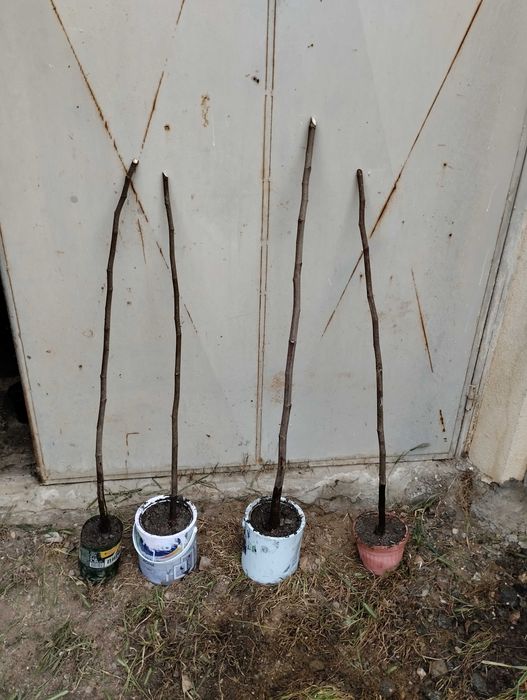 Далматинска смокиня - едра като круша