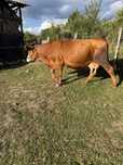 Vaca f buna  si vitel