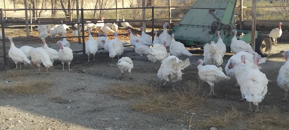 Курка ( индюк ) биг