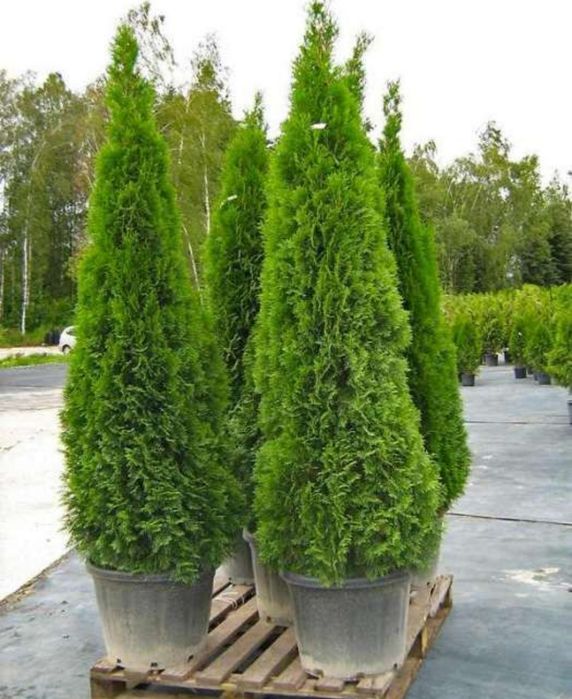 Tuia smaralgd/ tuia columnaris/ înălțime și modele avem /10+1 gratis