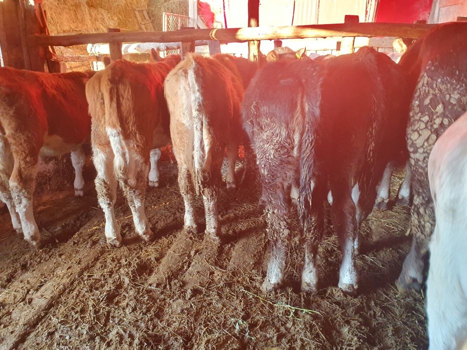 Vand vitele si taurasi de toate marimile