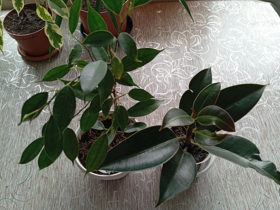 Продам фикусы разных сортов