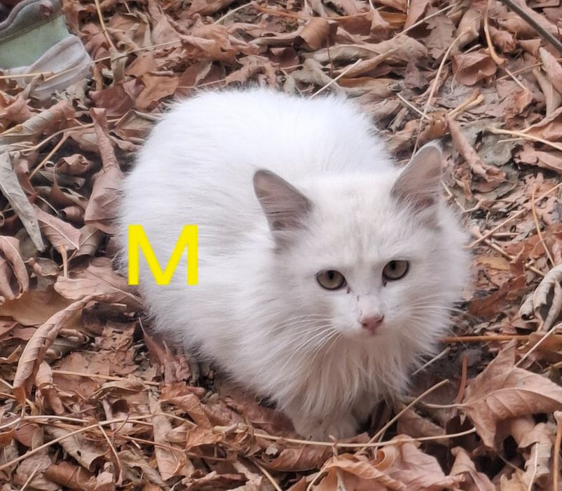 Красивый белый пушистый котенок-мальчик