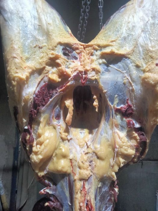 Семиз жылкылар сатамыз