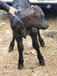 Tauras de 14 zile angus bea la găleată frumos cu forme bune