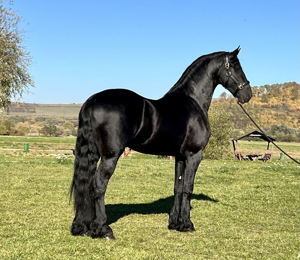 Armăsar Friesian Top Frizian