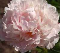Bujorul parfumat Shirley Temple, un adevărat spectacol al naturii