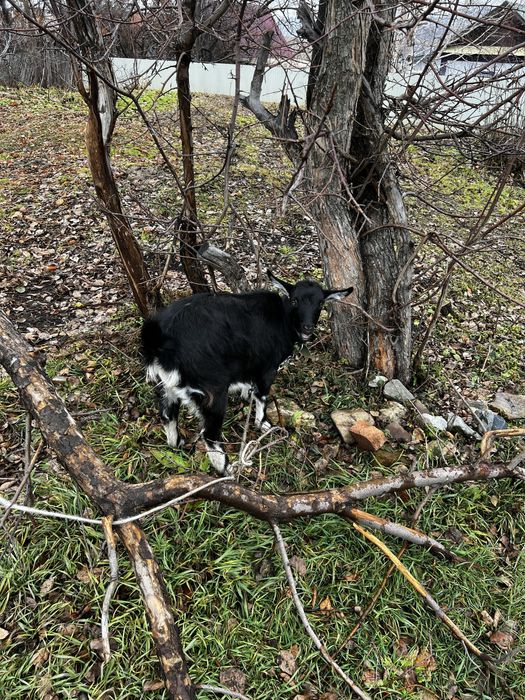 Коза с дочкой 6 месяцев