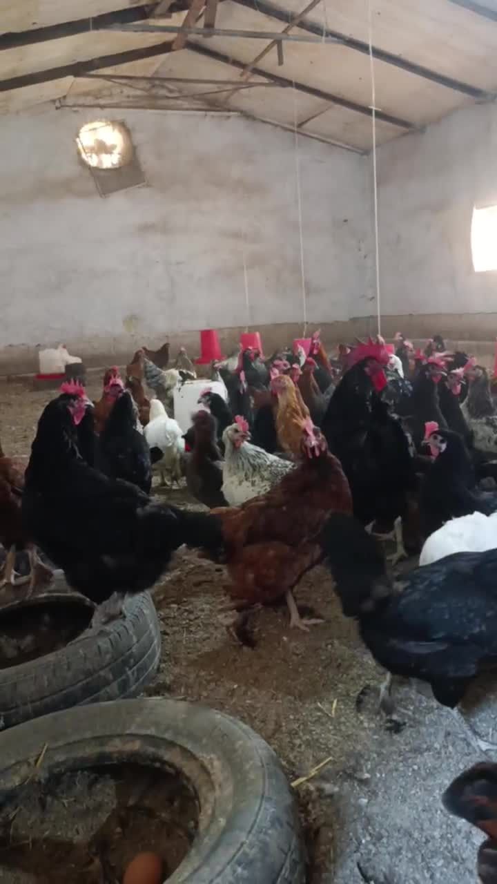 Qora qizil rangli tovuq xoʻrozlar sotiladi andijon qora ser tuxum