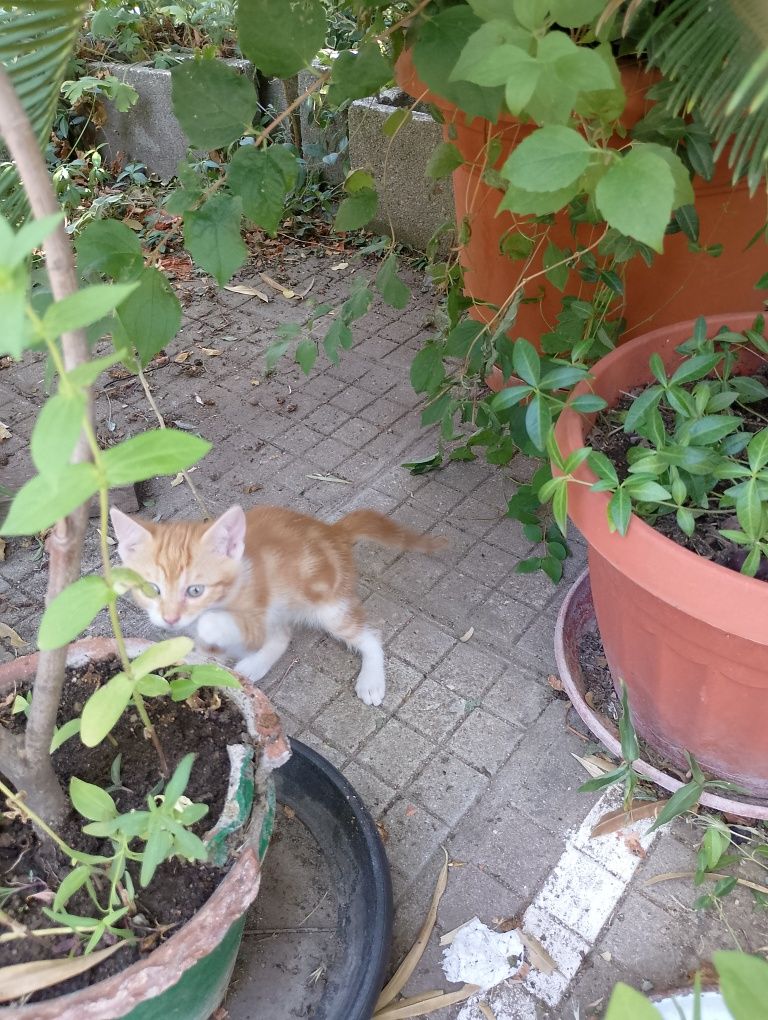 Подарявам котенца