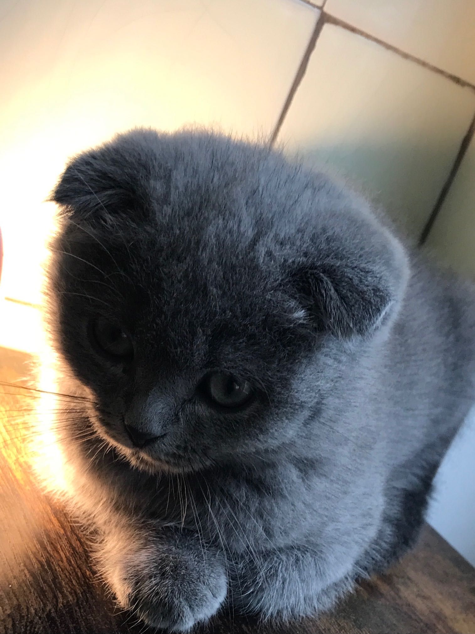 Scottish fold blue în căutarea unei case iubitoare!