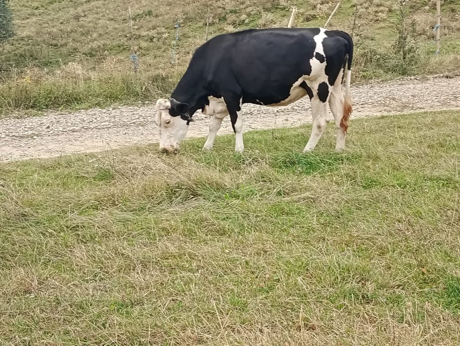 Vând două vaci gestante