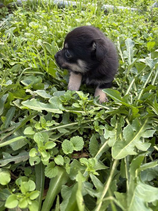 Чихуахуа пинчер мини