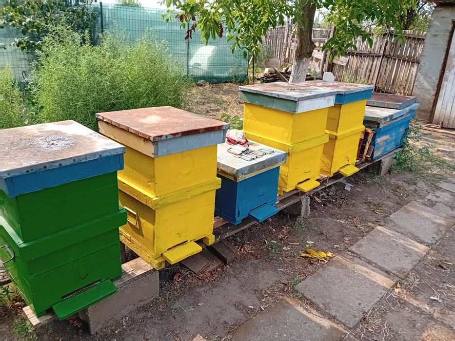 Cutii stupi 20 bucati