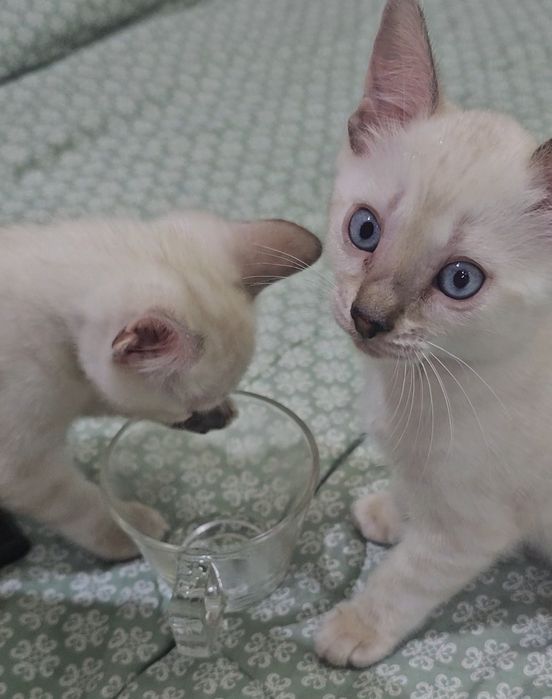 Бенгальские котята в любимцы