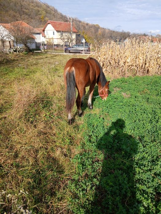 Mânz de 10 luni din părinți foarte buni