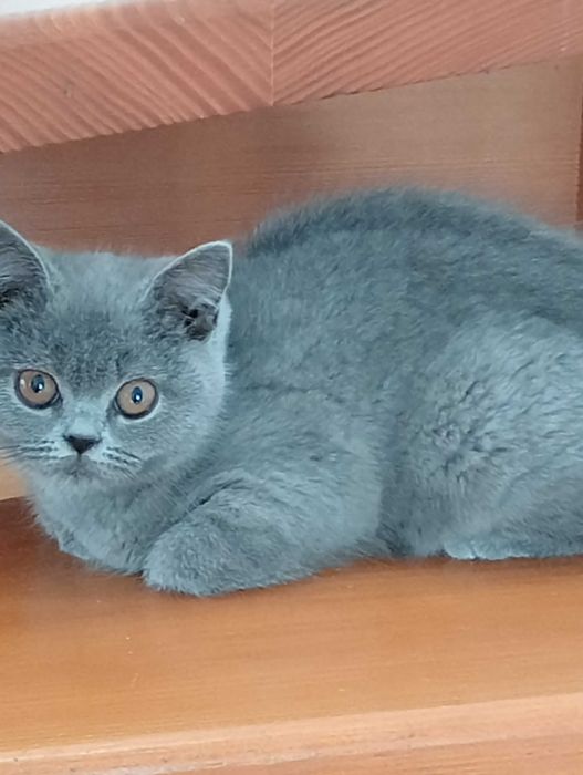 Fetiță british shorthair blue