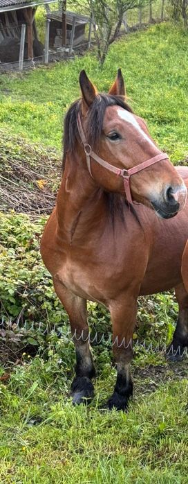 Cal castrat de 7 ani