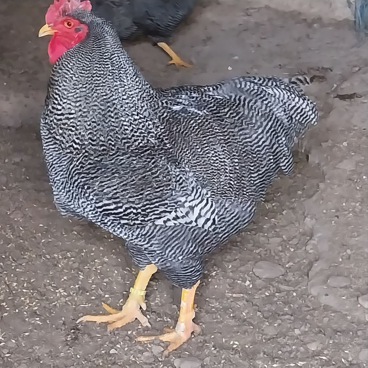 Vând ouă pentru incubat rasa Plymouth rock barat!