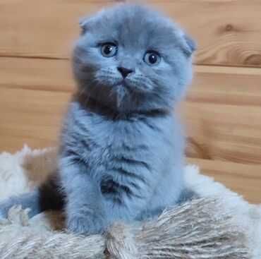 Skotish фолд  скоттиш фолд  beztorga narxi bulishi