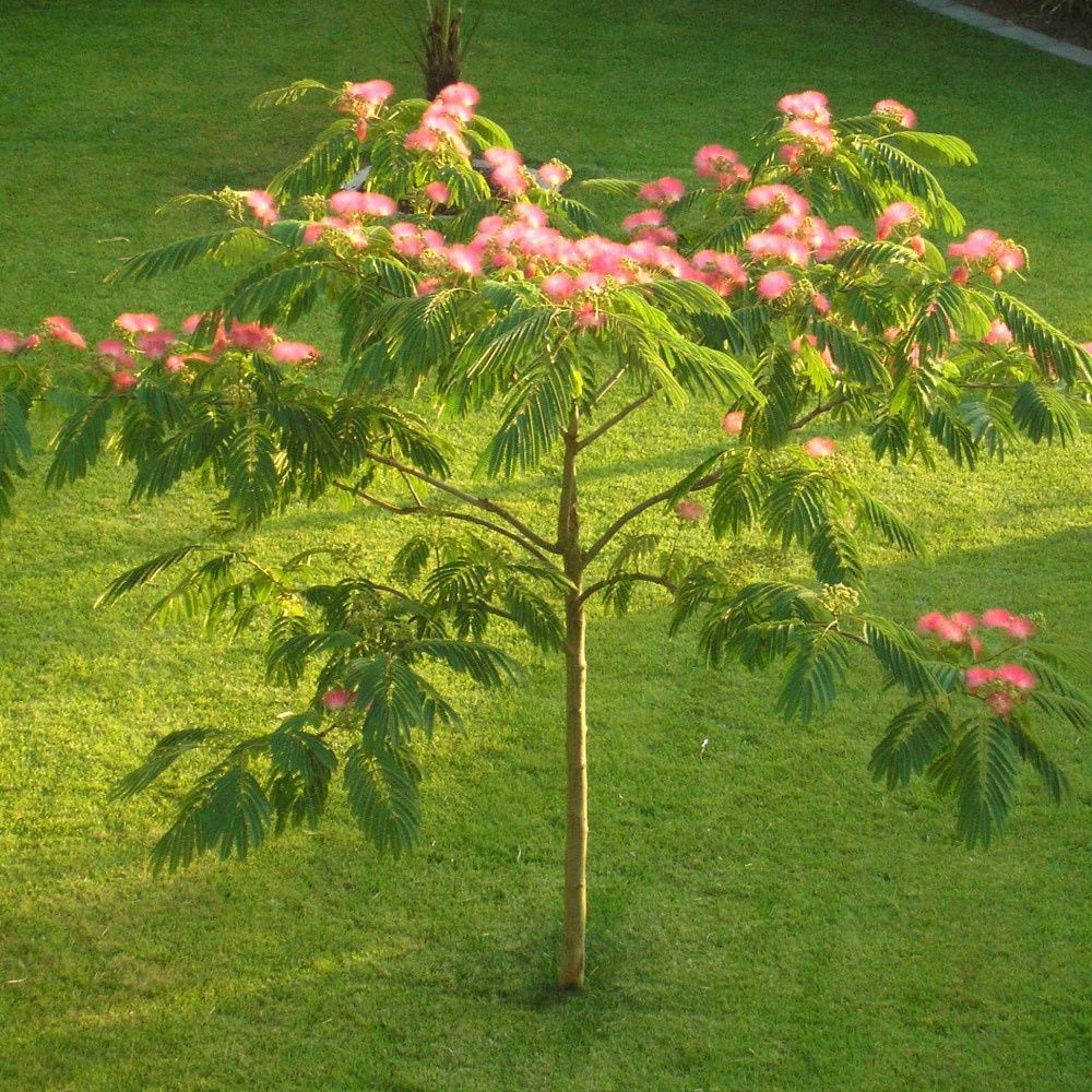 Pomi ornamentali  arborele de mătase