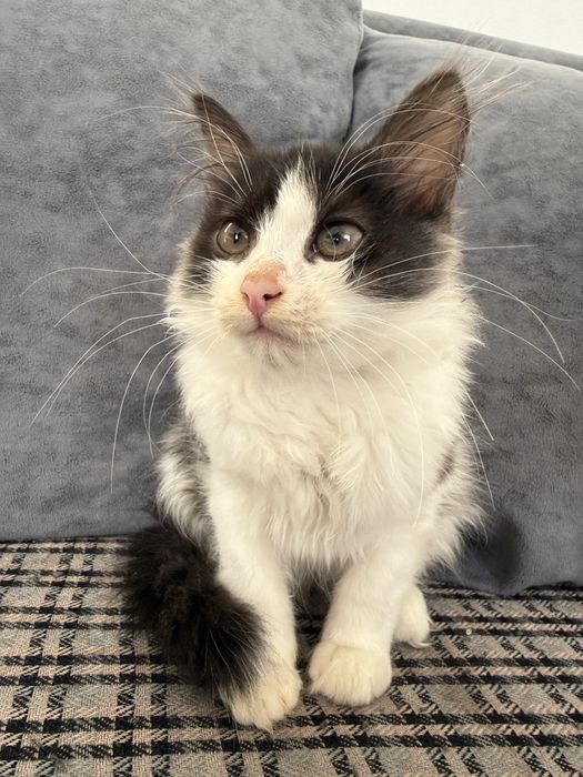 Отдам котят в хорошие руки