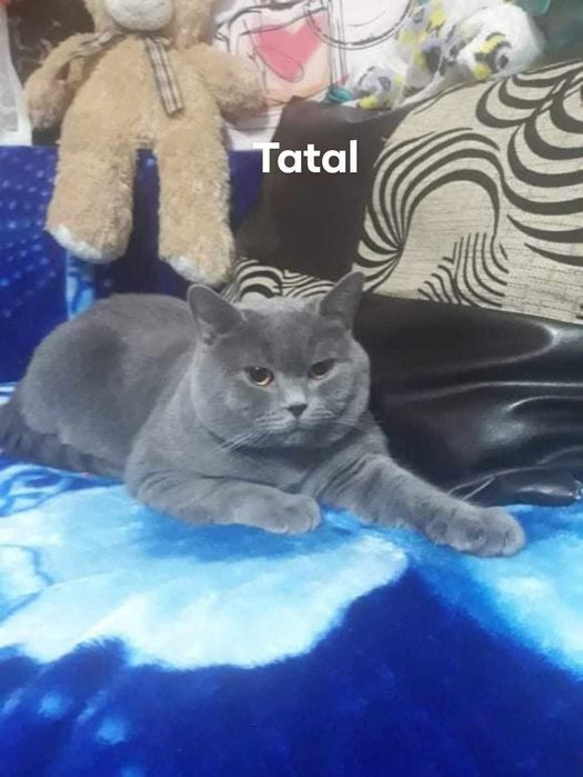 British shorthair bluie doar fetițe