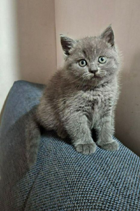 Шотландский котёнок Страйт голубого окраса