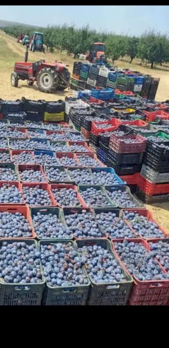 Prune super calitate pentru băuturi spirtoase tradiționale !