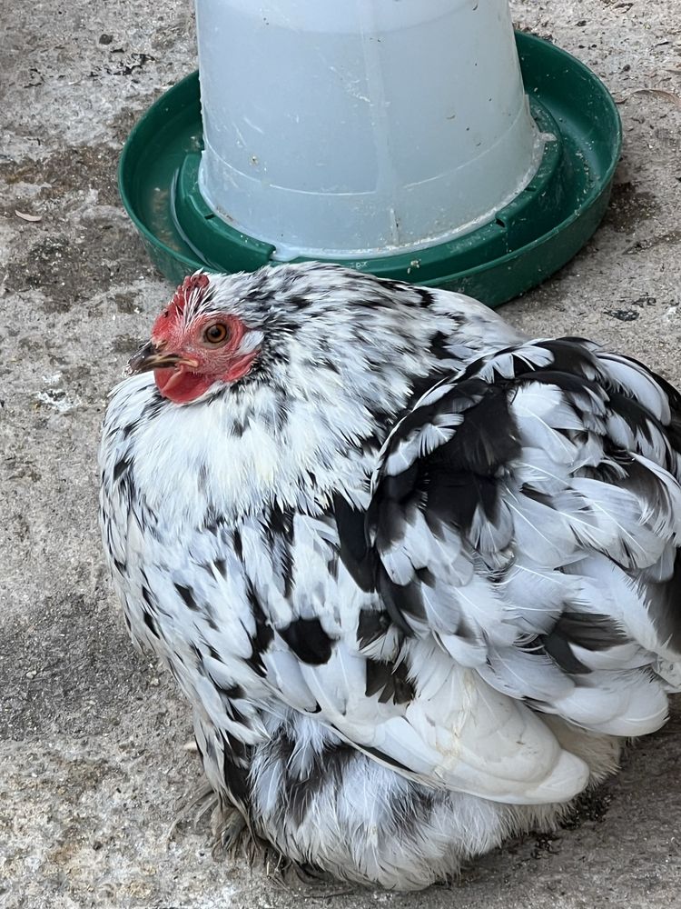 Vand ouă de incubat Cochinchina pitic bobat