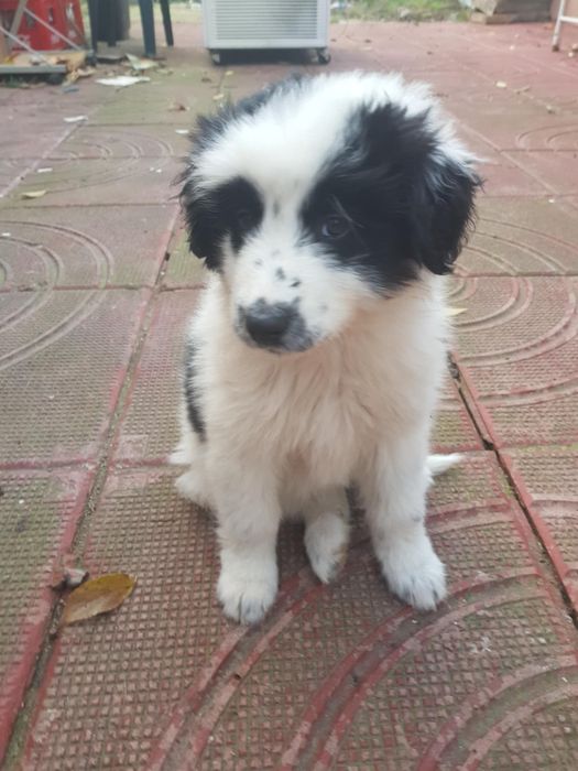 Подарявам кученце