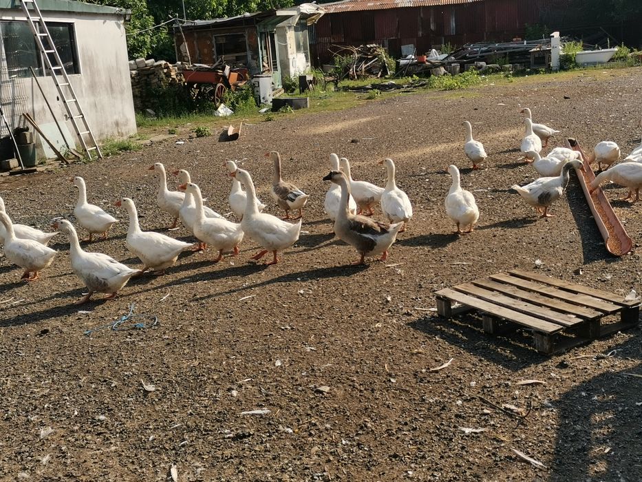 Gâște românești de vanzare