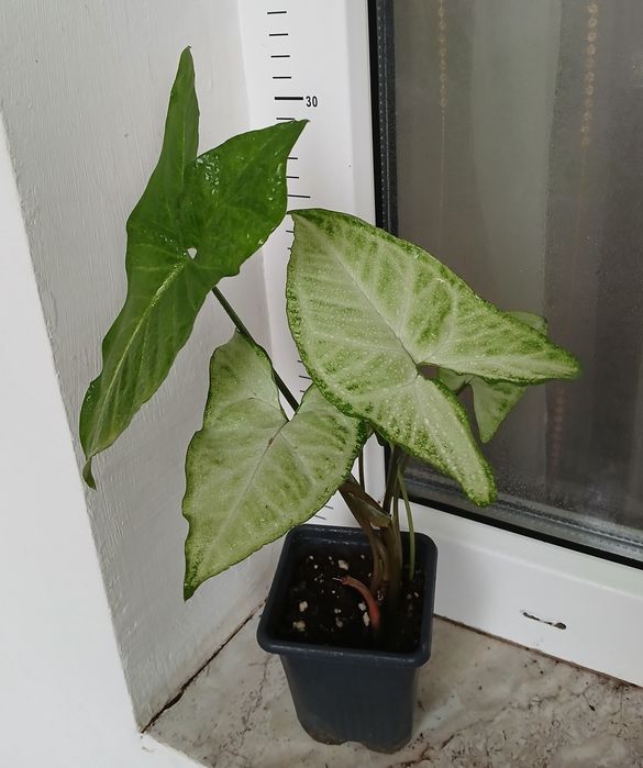 Сингониуми,Дяволски бръшлян, епипремнуми, монстера, пиперомия, мушкато