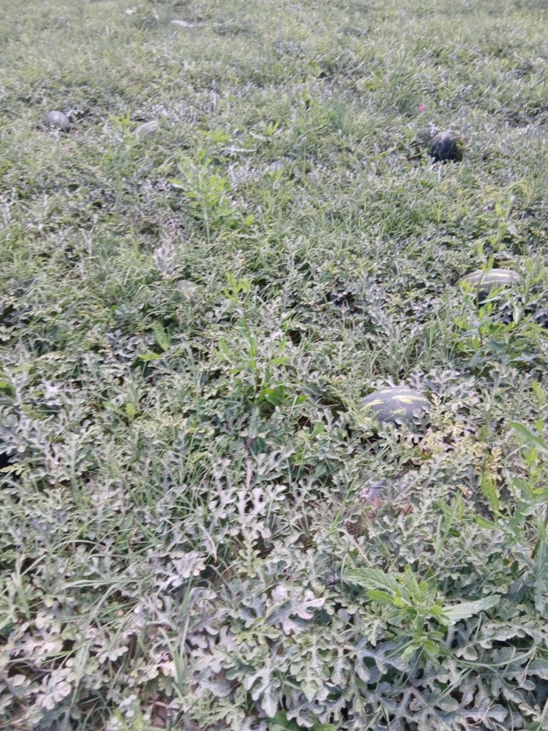 Bună ziua avem pepeni de vânzare Mirsini și karista dela 5 la 12 kg