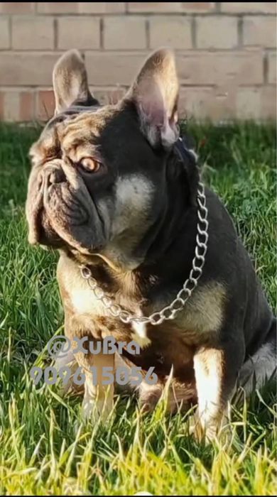 Вязка. Привозной кобель Французского Бульдога